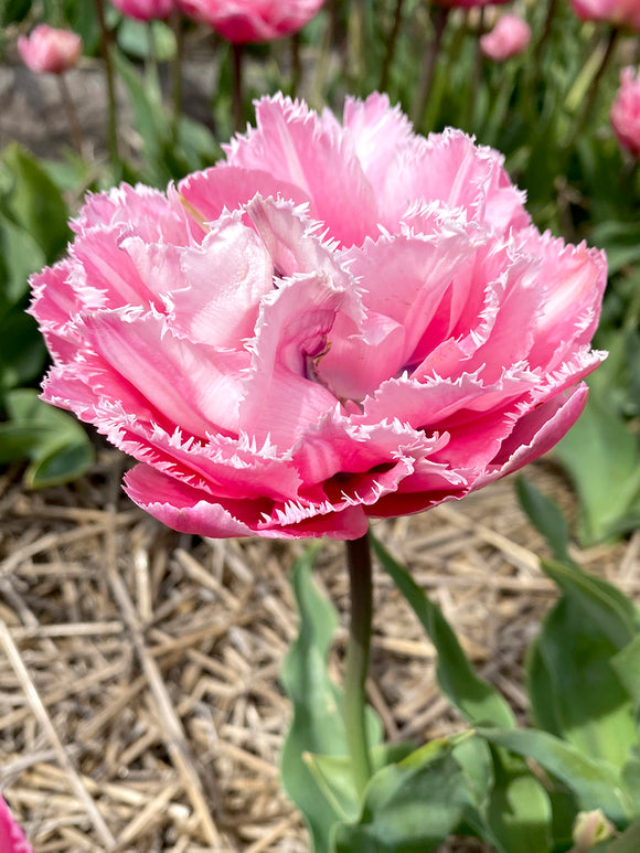 Gefranste Tulpen 'Sugar Crystal' zwiebeln Babyrosa Gefüllt kaufen