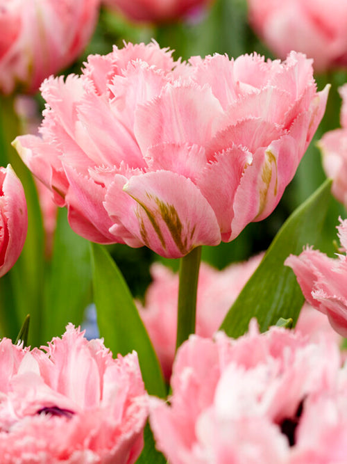 Gefranste Tulpen 'Sugar Crystal' zwiebeln Babyrosa Gefüllt kaufen