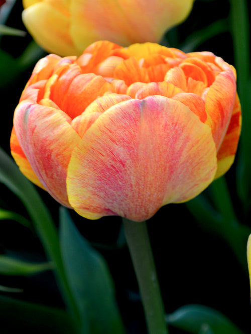 Tulpe Sunlover online kaufen