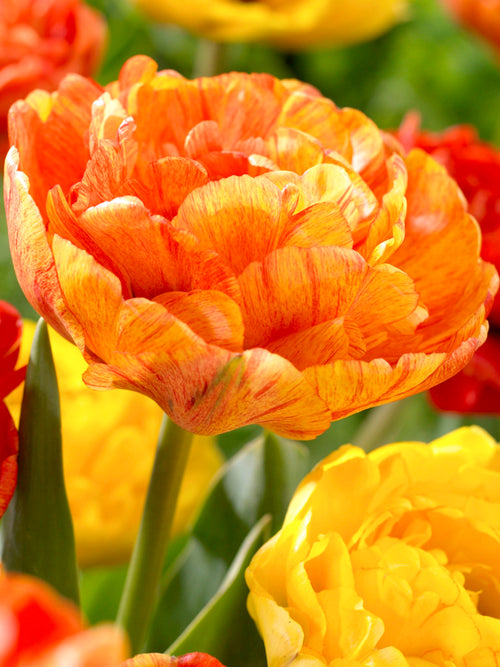Gefüllte späte Tulpe 