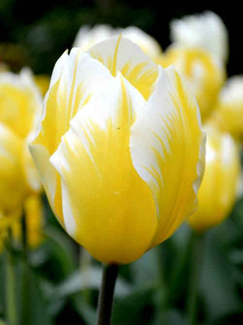 Tulpe 'Sweetheart' fosteriana Gelb kaufen