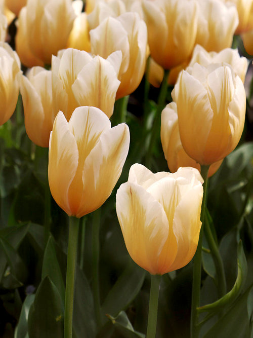Fosteriana Tulpen 'Sweetheart' - Tulipa fosteriana