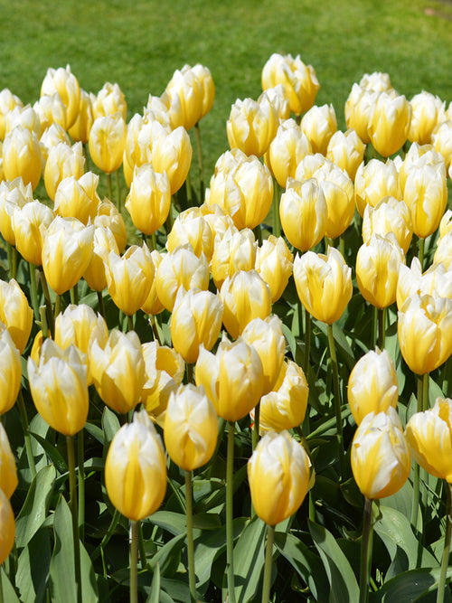 Tulpen 