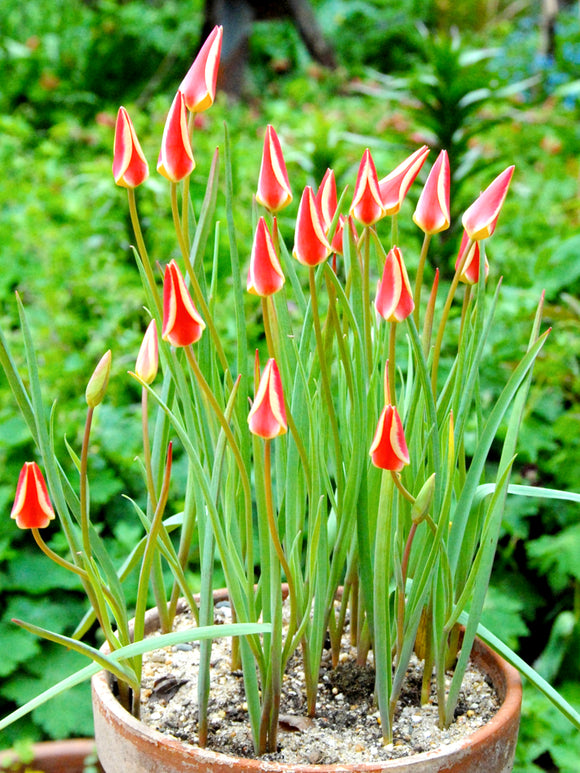 Tulpe Clusiana Tinka (Tulipa) kaufen