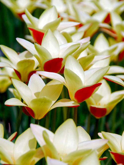 Die Tulpe Tulipa clusiana 'Tinka'