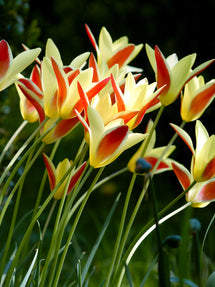 Tulpe Tinka