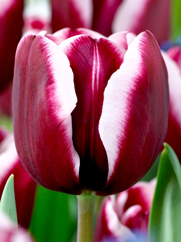 Tulpen-Tiramisu kaufen