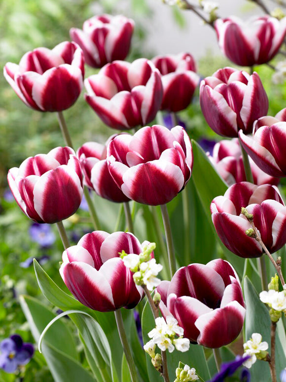 Tulpen-Tiramisu kaufen - DutchGrown