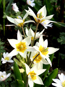 Tulpe Turkestanica