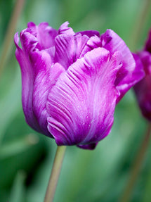 Tulpe Victoria's Secret