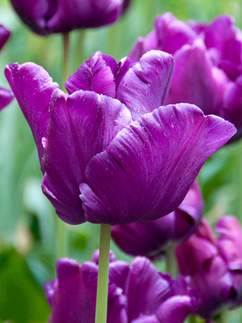 Tulpenzwiebeln Victoria's Secret