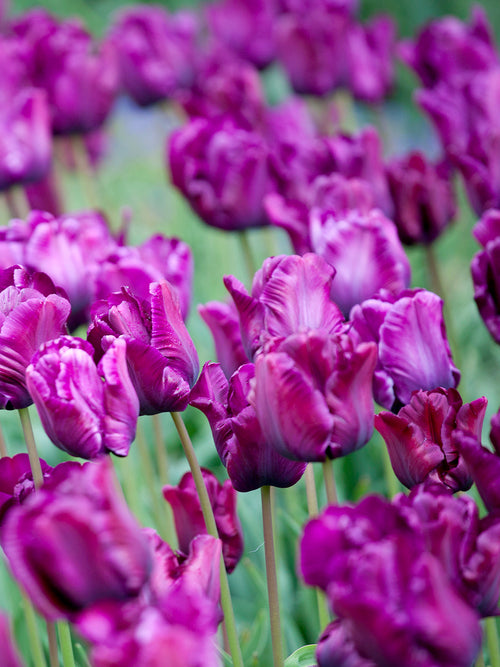 Tulpe Victoria's Secret kaufen