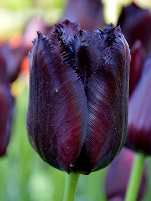Crispa Tulpe 