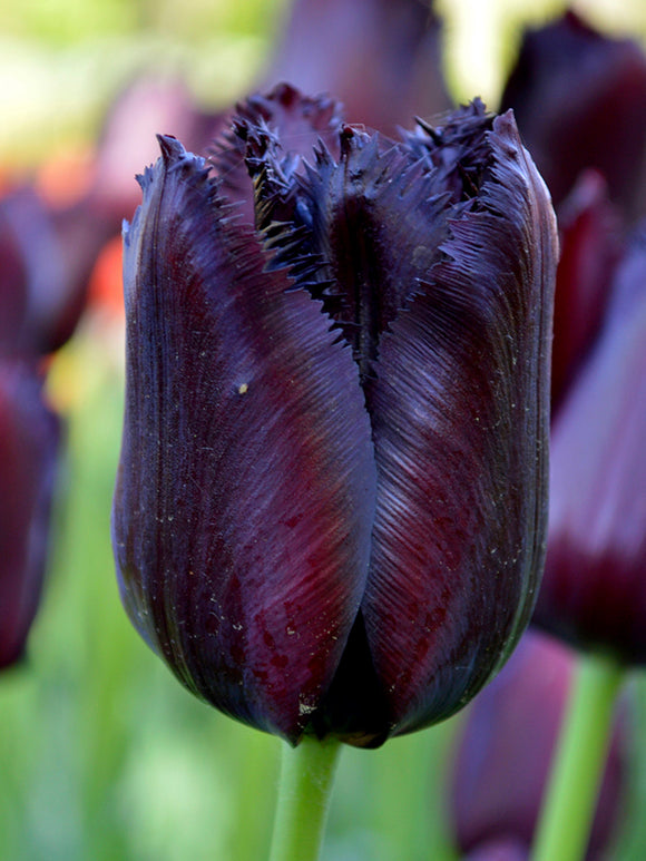 Crispa Tulpe 