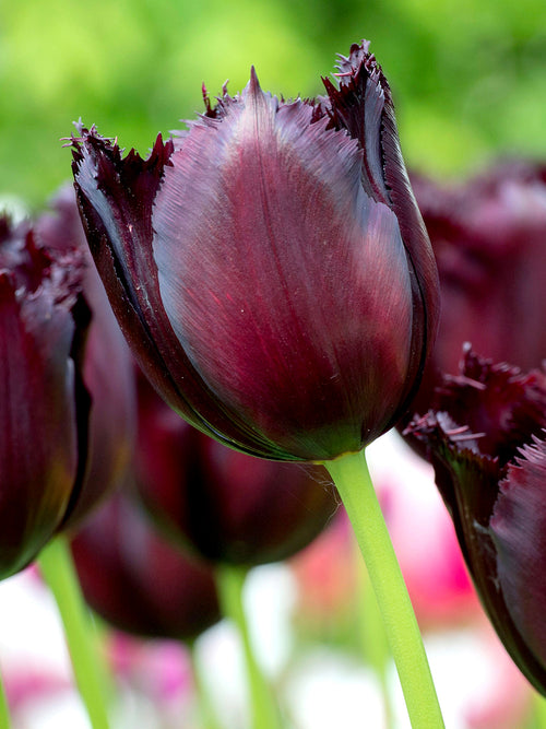 Tulpe 'Vincent van Gogh' online kaufen