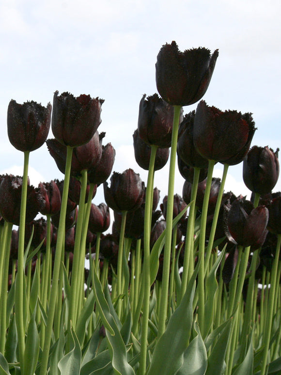 Blumenzwiebeln Tulpen Vincent van Gogh / Crispa purpur-schwarz
