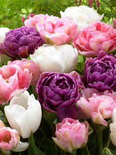 Tulpenkollektion Wedding Gift