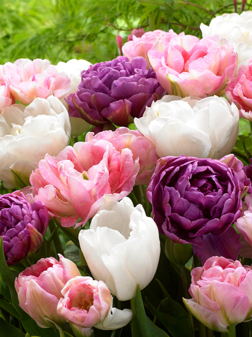 Mischung aus pastellrosa, helllila und reinweißen päonienartigen Tulpen