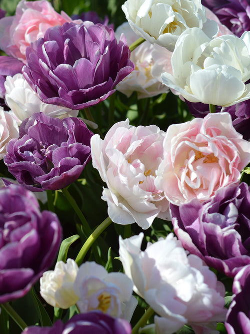 Mischung aus pastellrosa, helllila und reinweißen päonienartigen Tulpen