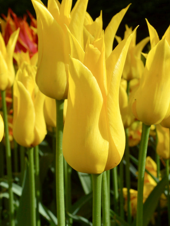 Tulpenzwiebeln West Point