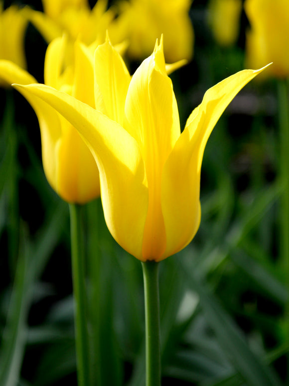 Tulpe West Point Zwiebeln