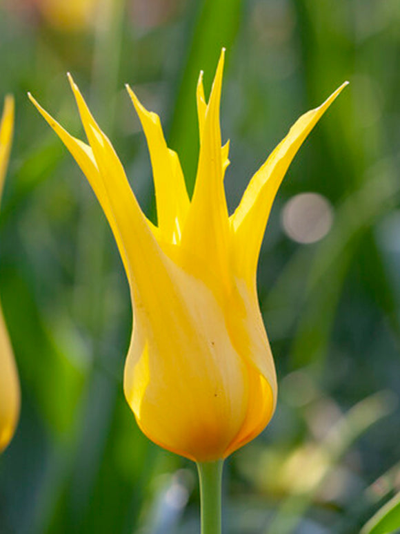 Tulpe West Point Bestellen aus Holland