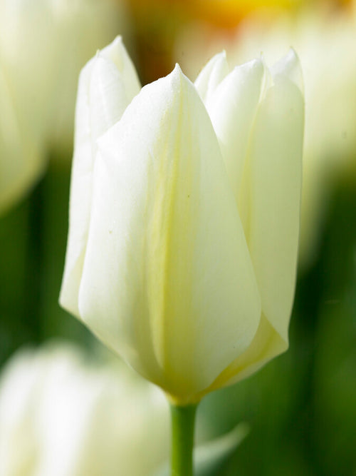 Tulipa 'Purissima' kaufen White Emperor