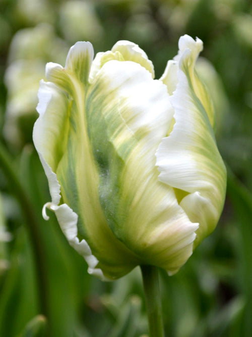 Papageien-Tulpen 'White Parrot' weiß-grün