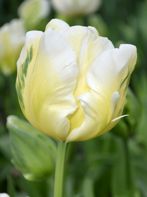 Tulpenzwiebeln White Parrot kaufen