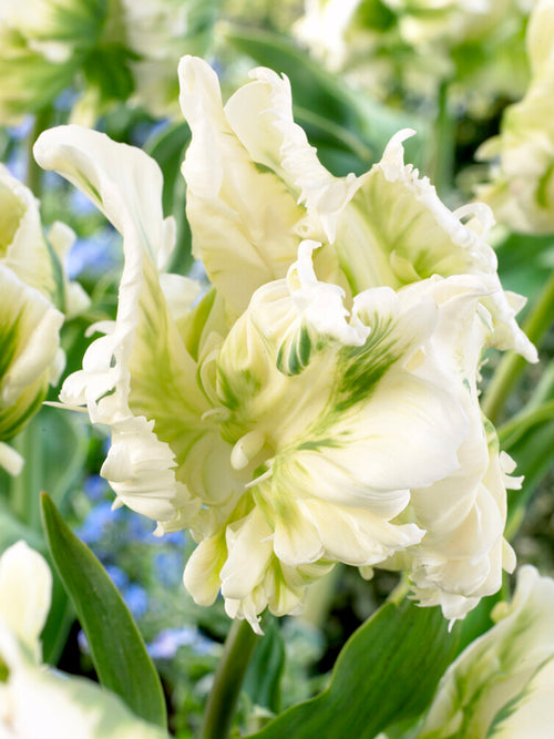 Tulpenzwiebeln bestellen White Parrot
