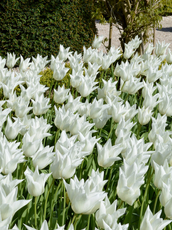Tulpe 'White Triumphator' online kaufen