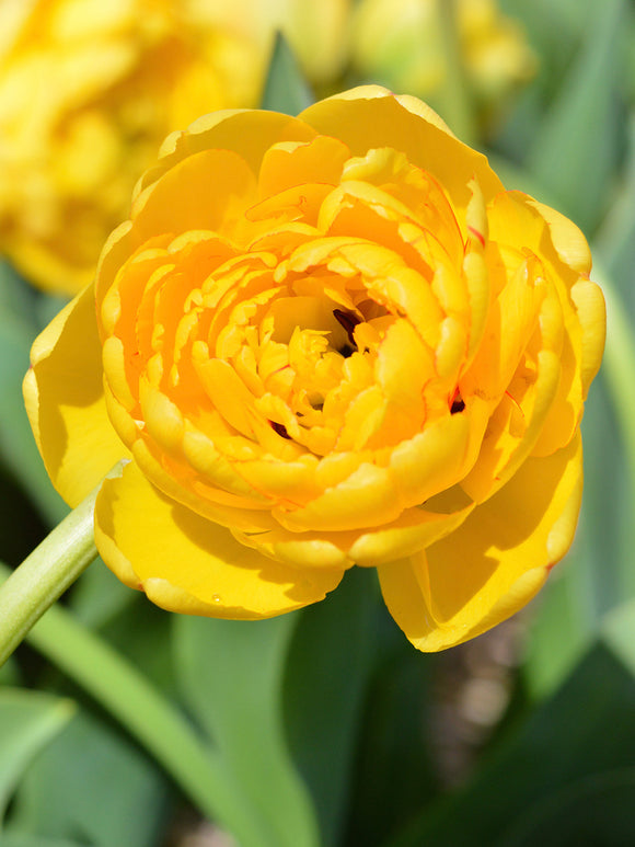 Tulpe Yellow Pomponette Kaufen
