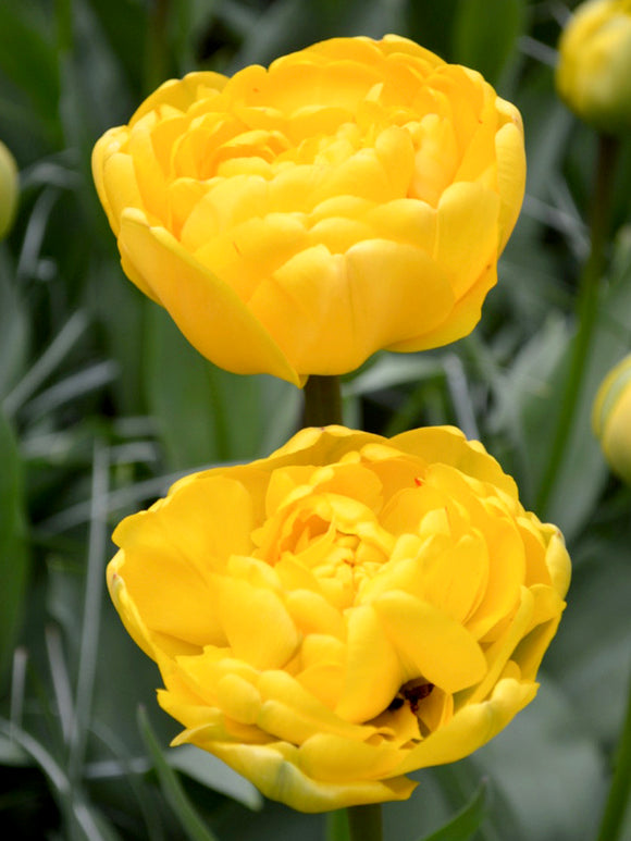 Tulpe Gelbe Pomponette Tulpenzwiebeln