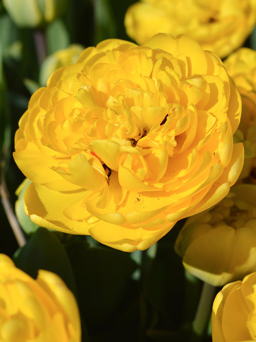 Tulpe Yellow Pomponette