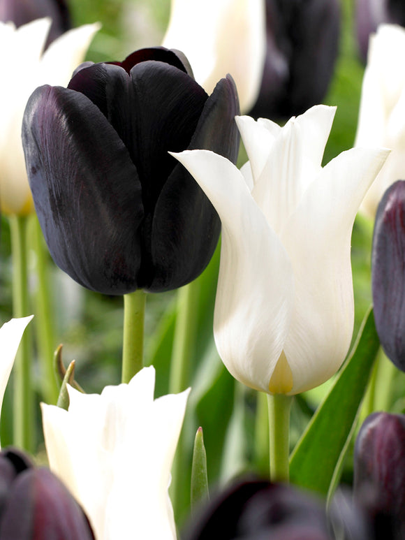 Schwarze und weiße Tulpenzwiebeln