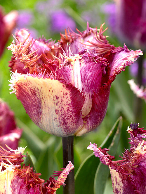 Tulpe Colour Fusion kaufen